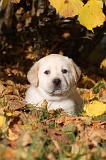 LABRADOR 320